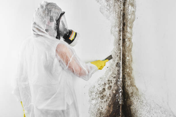 Best Mold Removal and Inspection  in Buffalo, NY