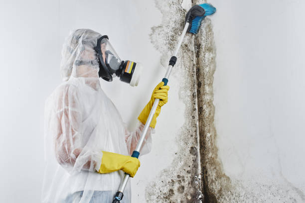 Best Commercial Mold Removal  in Buffalo, NY