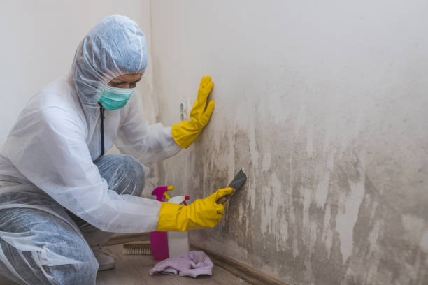 Mold Removal and Inspection in Buffalo, NY