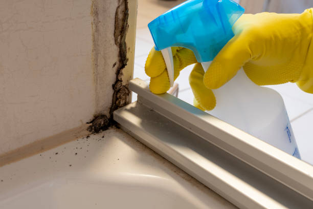 Best Local Mold Removal Service  in Buffalo, NY