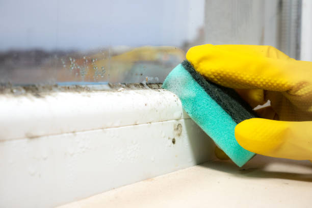 Best Mold Inspection  in Buffalo, NY