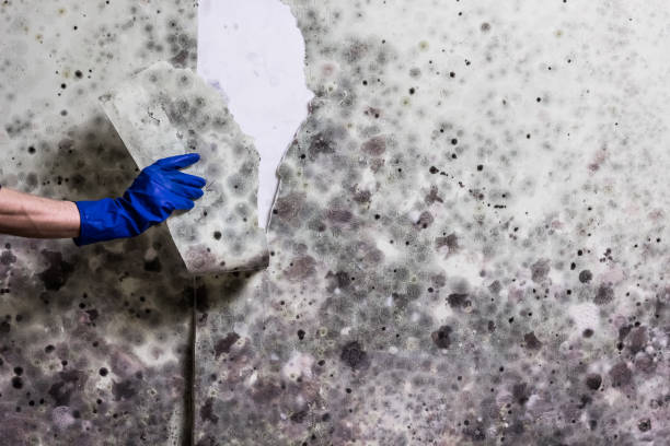 Best Mold Removal Company Near Me  in Buffalo, NY