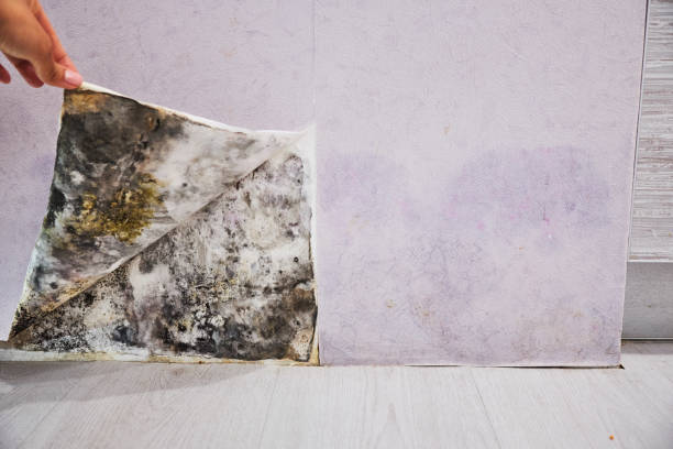 Best Mold Removal Near Me  in Buffalo, NY
